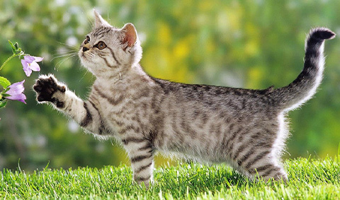 【猫等動物愛護・環境づくり】猫の殺処分ゼロと、動物に優しい環境づくりに関する画像