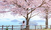 紫雲出山桜