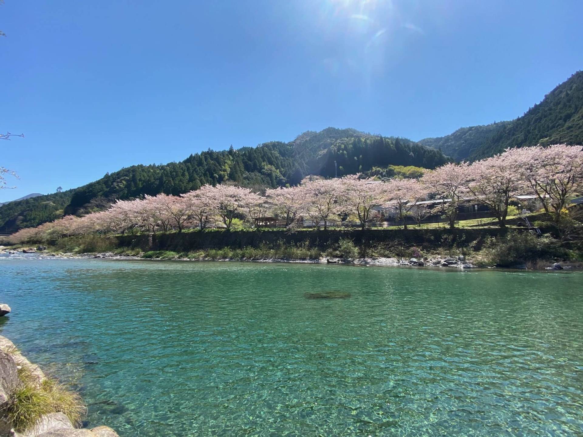 池川桜