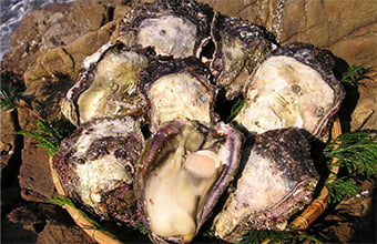 延岡産天然岩牡蠣（生食用）3kg