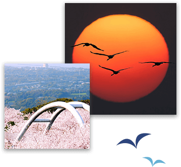 夕日と鶴、桜