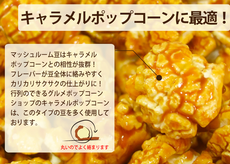 送料無料 ポップコーン豆 5kg  バタフライ or マッシュルーム   (500g×10袋）