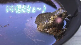 【ミナミジムグリガエル】地上棲の丸っこくて可愛いカエルを紹介！