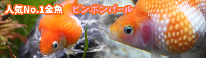 人気No1金魚 ピンポンパール