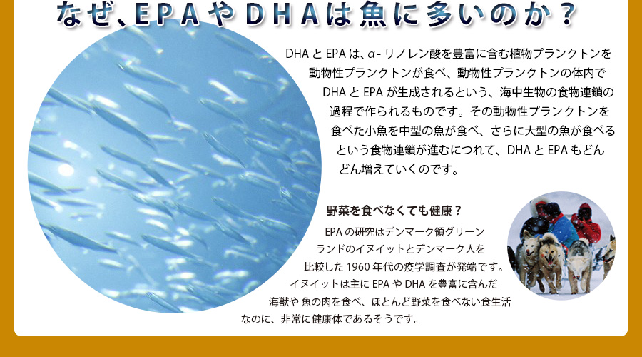 EPAやDHAは魚に多い理由の解説