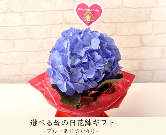 ブルー紫陽花