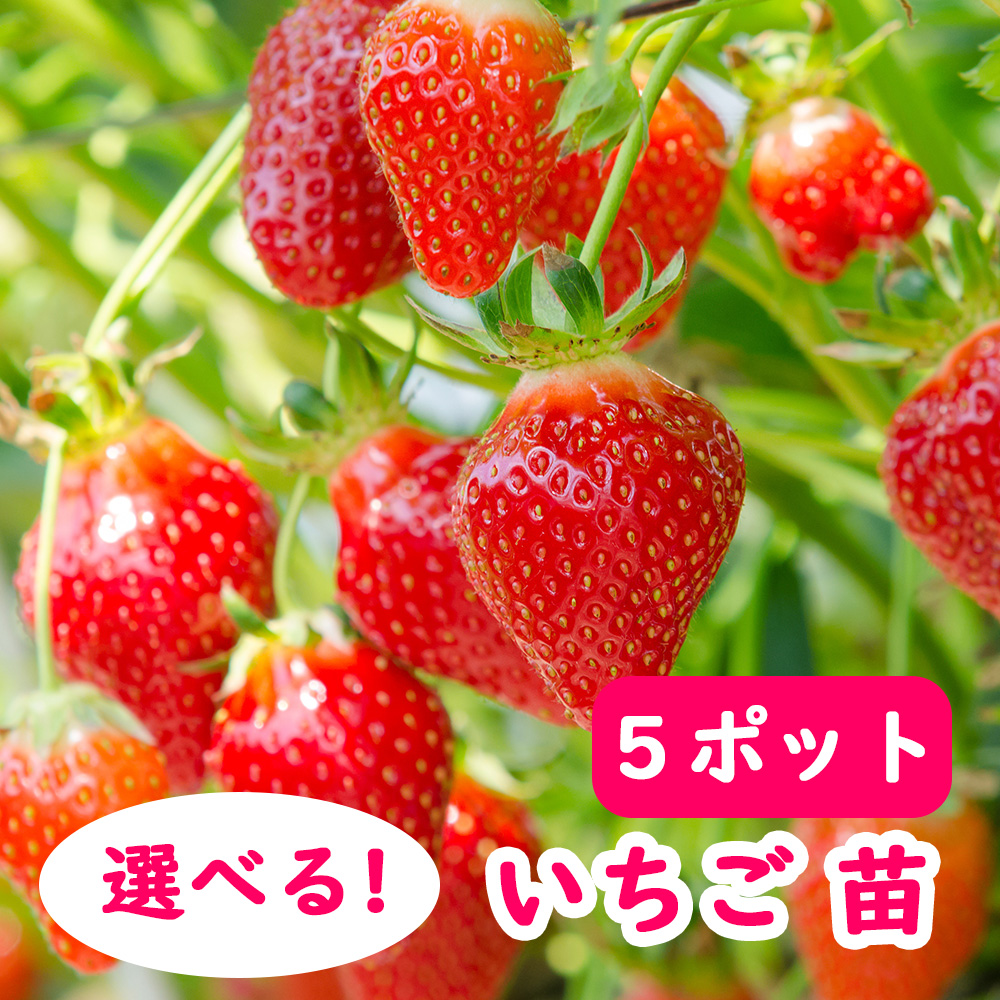 【楽天市場】【 イチゴ 】 選べる イチゴ 苗 【３ポット】 9cmポット