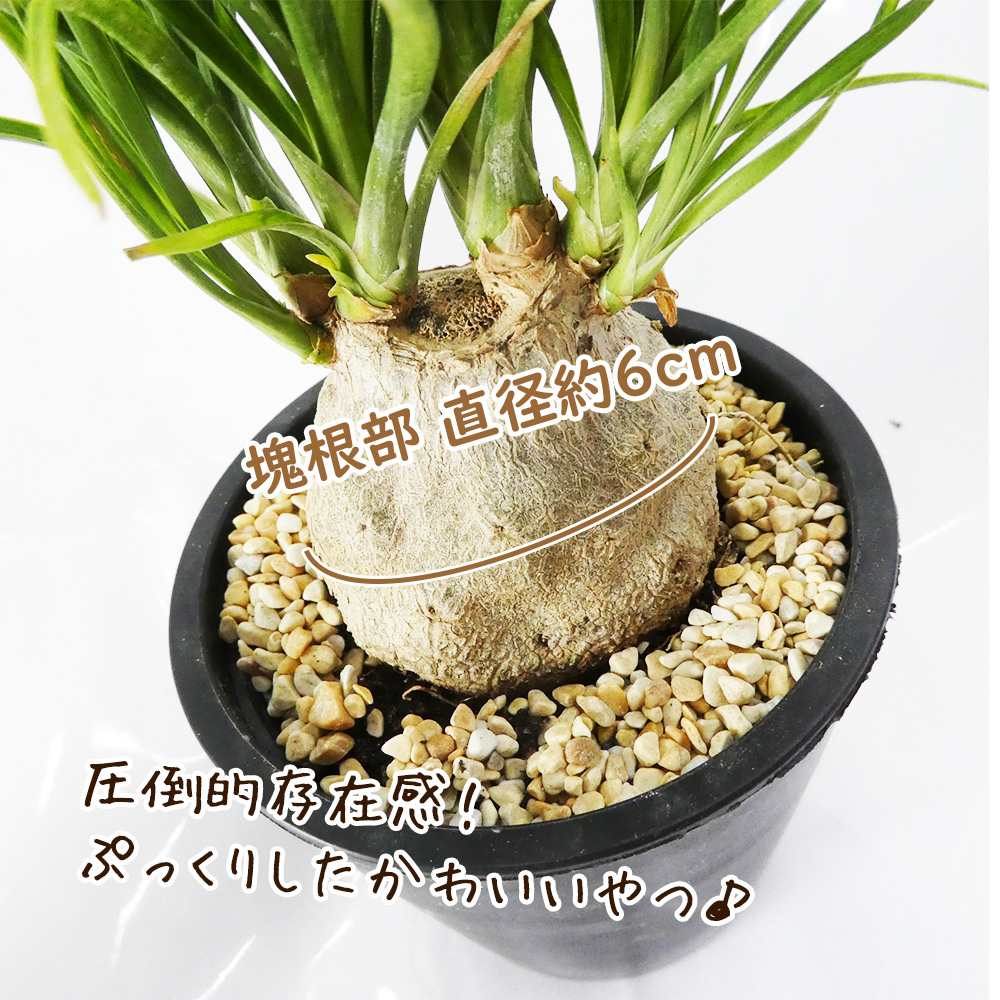 1050円 【国際ブランド】 トックリラン 観葉植物 多肉 30cm