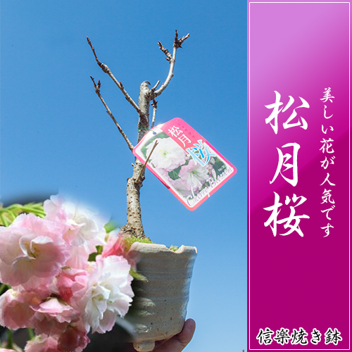 【桜盆栽】松月桜　お花見 信楽焼き鉢入り桜盆栽 【鉢植】