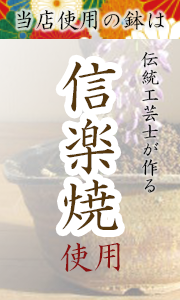 信楽焼　伝統工芸士　鉢　非常に良い　味わい深い　贈り物　梅　花　桜　藤　盆栽　ハナミズキ