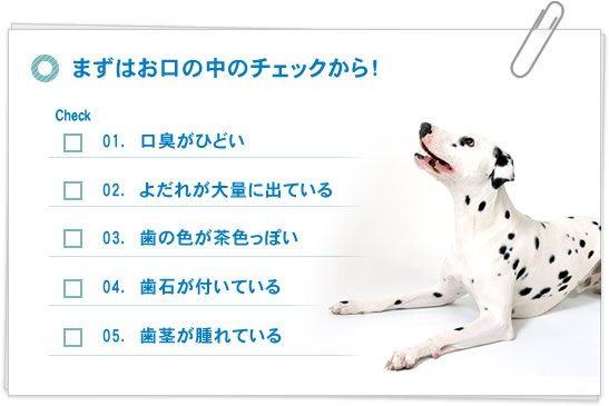 犬の歯磨き 犬の健康 オーガニックガーゼ デリケートフィンガー ペット用品の通販ショップgreen Dog グリーンドッグ