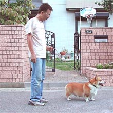 用途（お散歩のスタイル？！） 愛犬の体格、性格、癖（活動的 