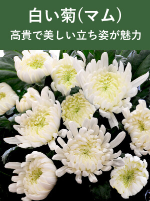 白い菊(マム)のお供え花
