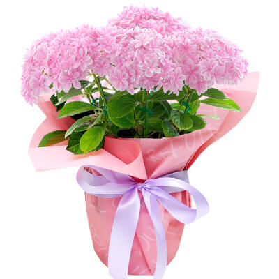 母の日に贈る花/アジサイ 万華鏡 ピンク 5号鉢