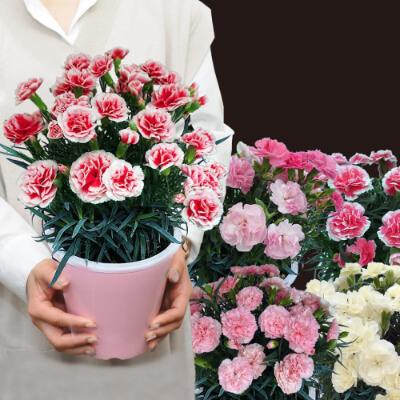 母の日に贈る花/カーネーション 5号鉢 プレミアムカラー