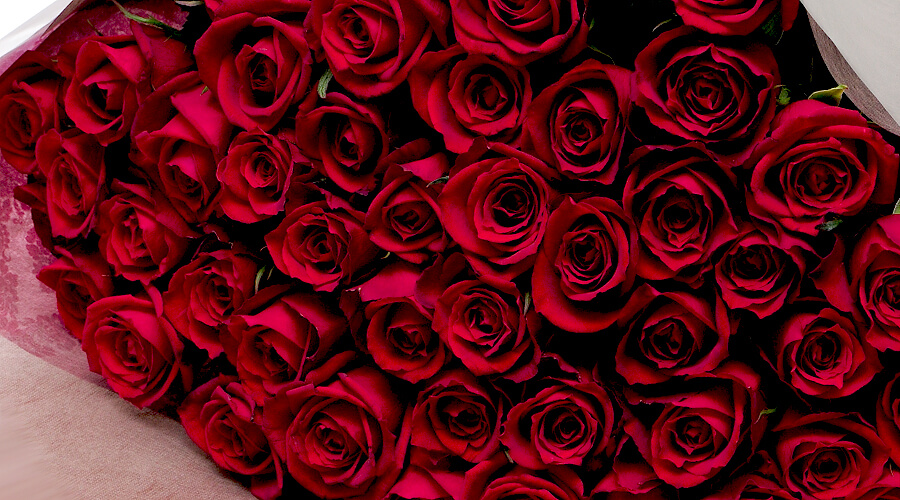 送別祝い/退職祝い/赤いバラ