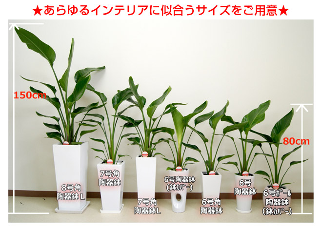 楽天市場 観葉植物 ストレリチア オーガスタ 観葉植物の生産直販 幸せの花急便
