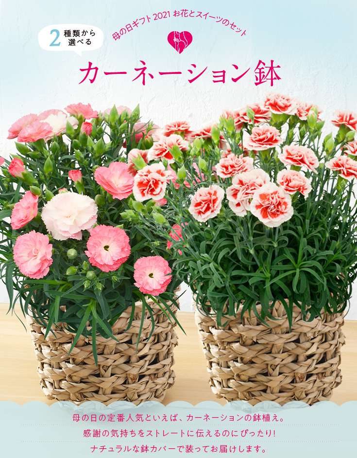 楽天市場 日比谷花壇 母の日 花 ギフト プレゼント 2種類から選べる珍しいカーネーション鉢 日比谷花壇