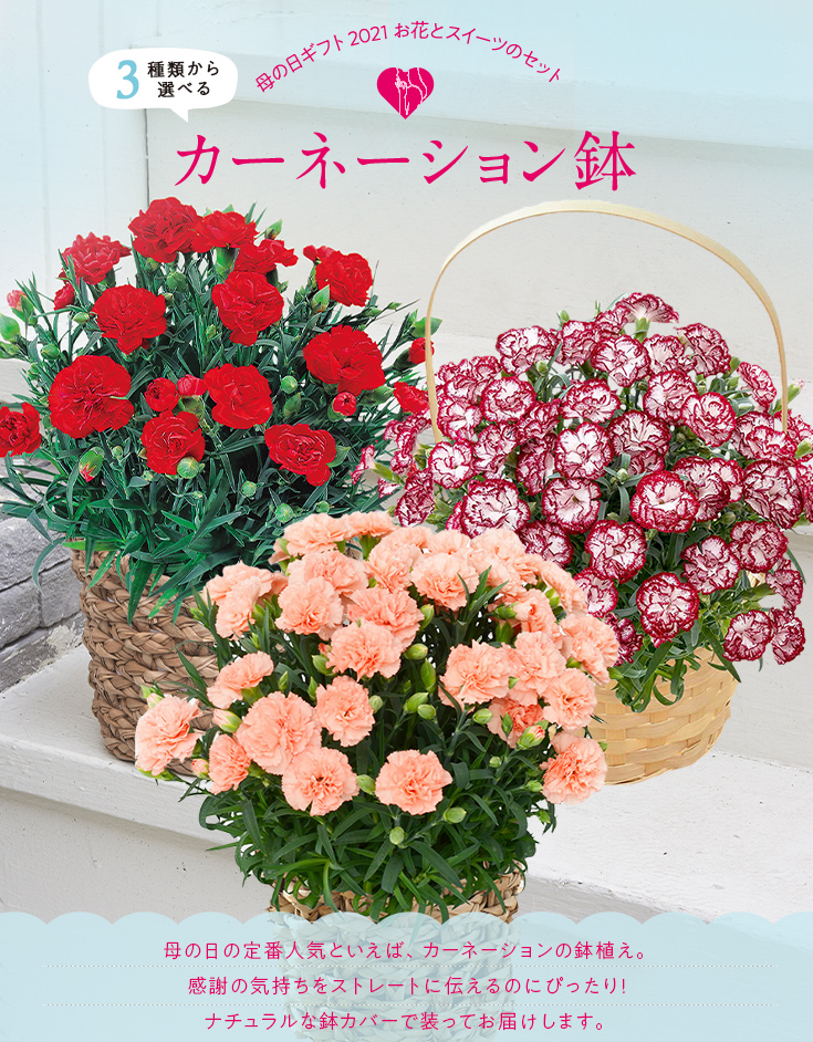 楽天市場 日比谷花壇 母の日 花 ギフト プレゼント 3種類から選べるカーネーション鉢 日比谷花壇