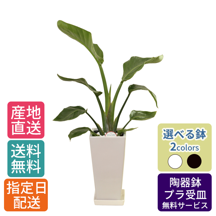 【楽天市場】観葉植物 ストレリチア オーガスタ 6号 陶器鉢カバー ...