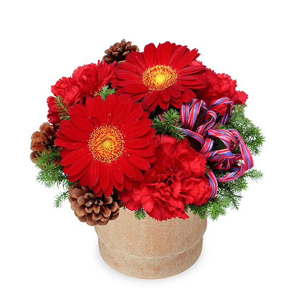 冬の誕生日赤の花ギフト｜冬の花贈り ギフト・プレゼント特集2023