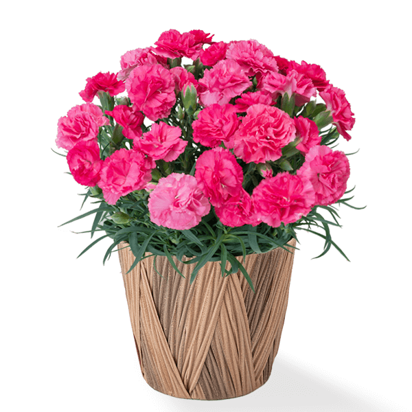 おすすめランキング | 母の日 産直花鉢植えのギフト・プレゼント特集2024