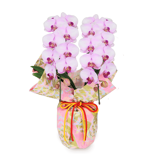 敬老の日 花鉢植えのおすすめランキング ｜敬老の日 ギフト・プレゼント特集2023