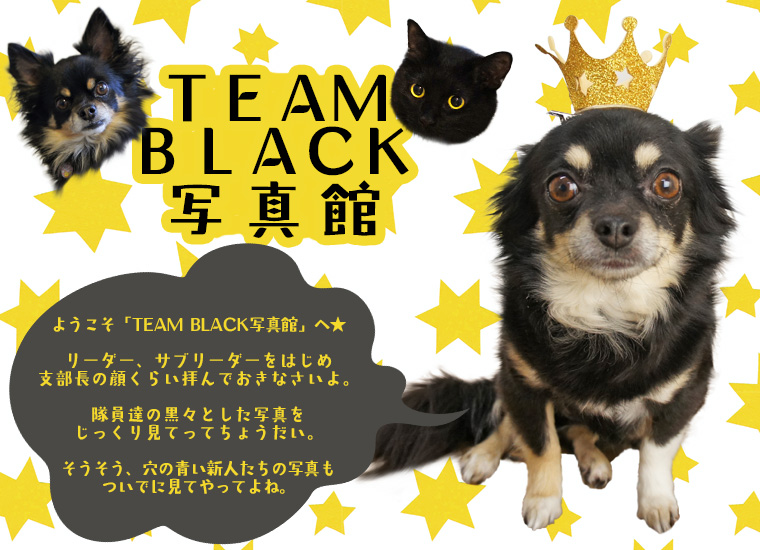 チームブラック隊員紹介｜犬の服のiDog＆iCat
