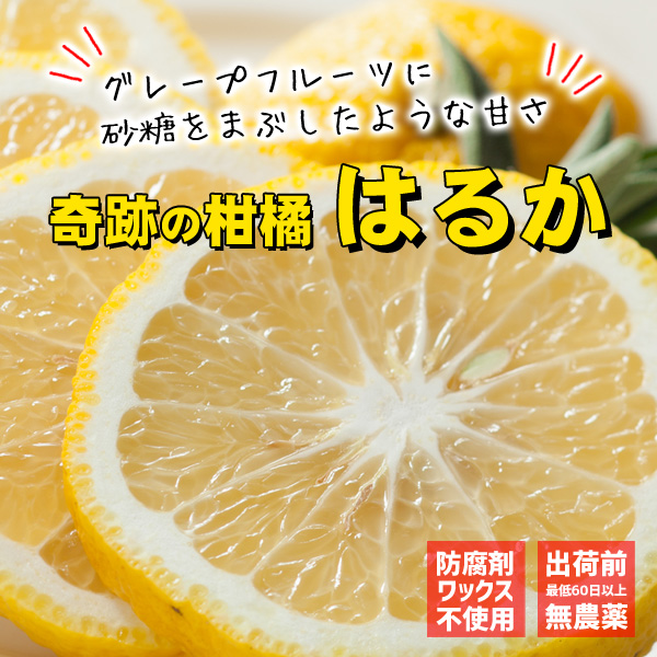 観音山フルーツガーデン - はるか（柑橘類）｜楽天市場