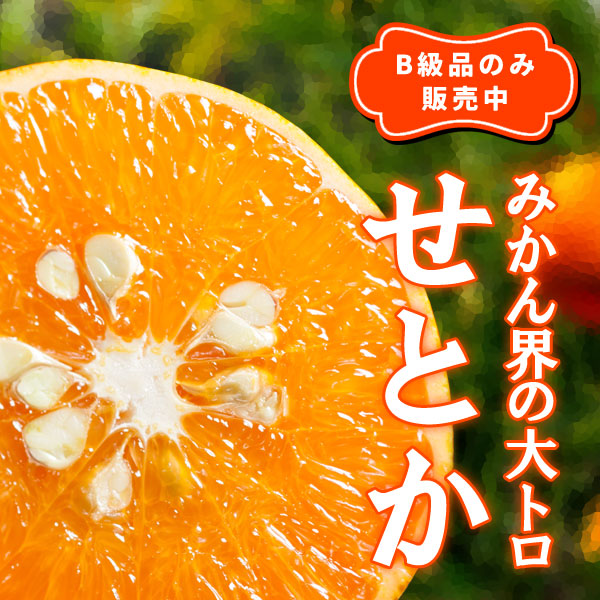 観音山フルーツガーデン - せとか（柑橘類）｜楽天市場