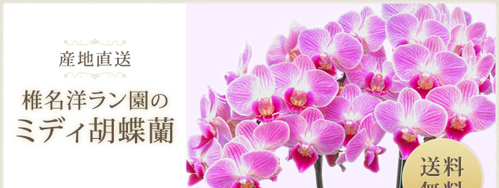 お祝いやギフトに、産地直送椎名洋ラン園のミディ胡蝶蘭。送料無料。