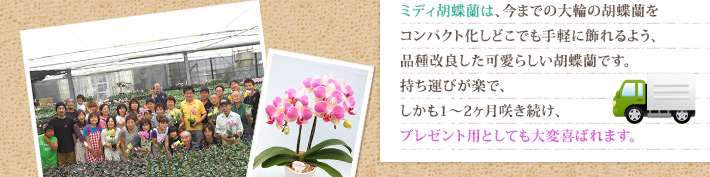 ミディ胡蝶蘭は、今までの大輪の胡蝶蘭をコンパクト化しどこでも手軽に飾れるよう、品種改良した可愛らしい胡蝶蘭です。持ち運びが楽で、しかも1?2ヶ月咲き続け、プレゼント用としても大変喜ばれます。