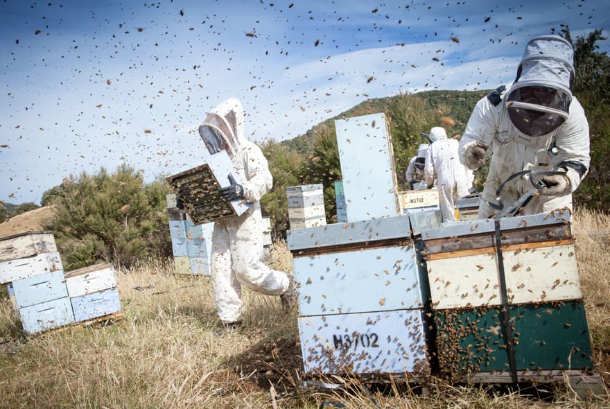 UMF表示をやめ、より純度の高い養蜂を目指します