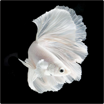 ベタ ダンボハーフムーンホワイト 1匹オス おまかせ[生体] ベタ 観賞魚（死着保証あり）