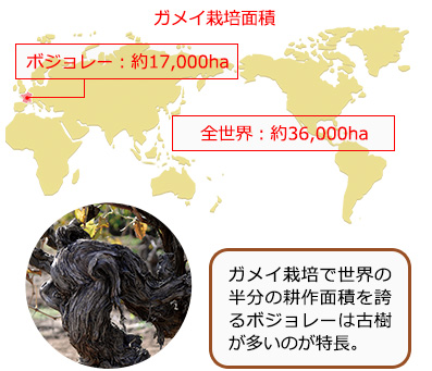 ガメイ栽培面積：ガメイ栽培で世界の半分の耕作面積を誇るボジョレーは古樹が多いのが特長。