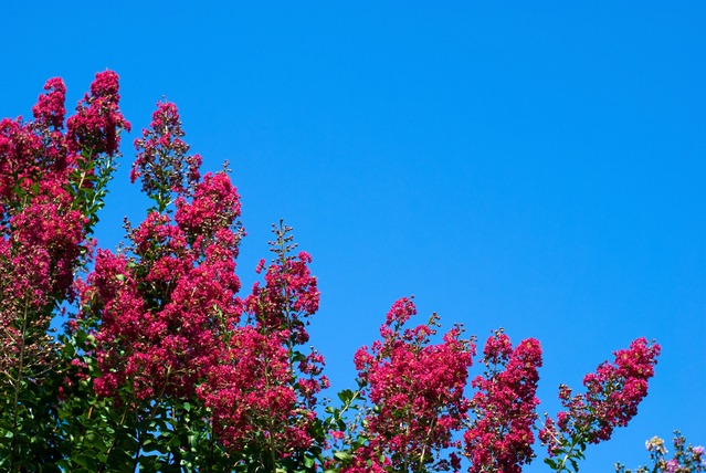 楽天市場 花の咲く木 中 高木 サルスベリ ガーデンプランツ エナ