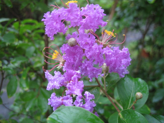 楽天市場 花の咲く木 中 高木 サルスベリ サルスベリ 紫花 ガーデンプランツ エナ