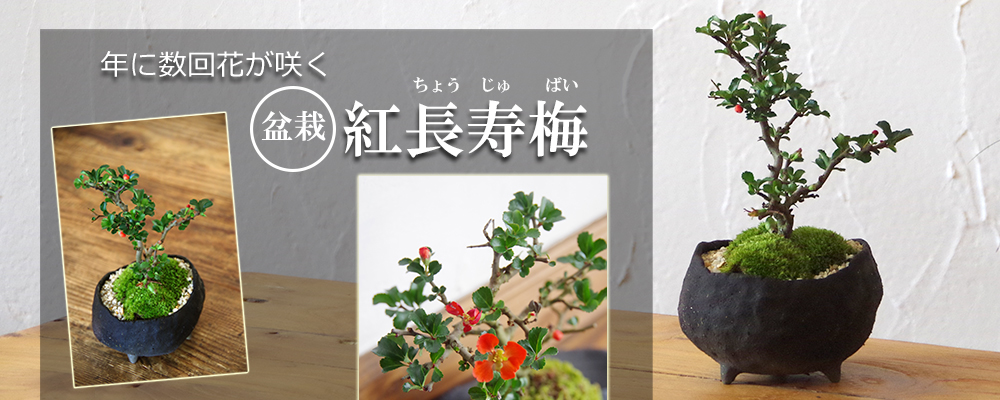 紅長寿梅盆栽”炭化焼締鉢”
