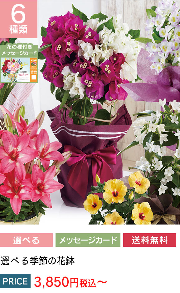 6種類から選べる季節の花鉢 「CHOICE-HANA」