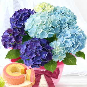 
母の日 花　おすすめ　紫陽花ブルーパープル
