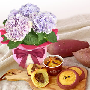 
4号鉢シルクサファイアブルー+林檎ポテトとサブレ母の日
