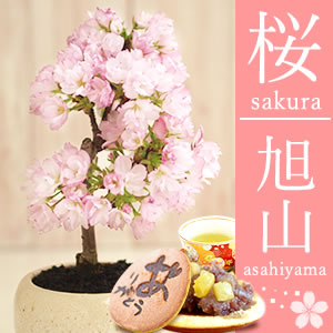 
母の日　桜の盆栽と和菓子ギフトセット
