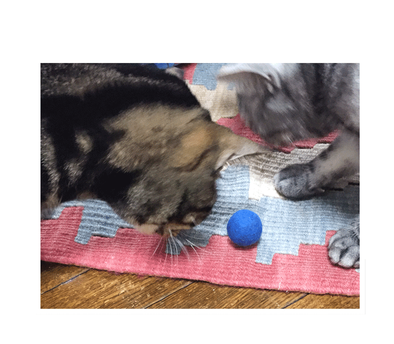 猫とフェルトボール