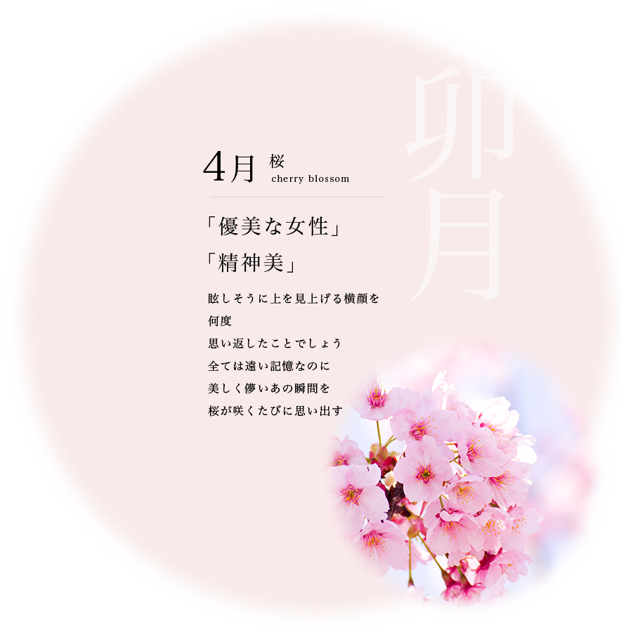 4月桜　「優美な女性」「精神美」