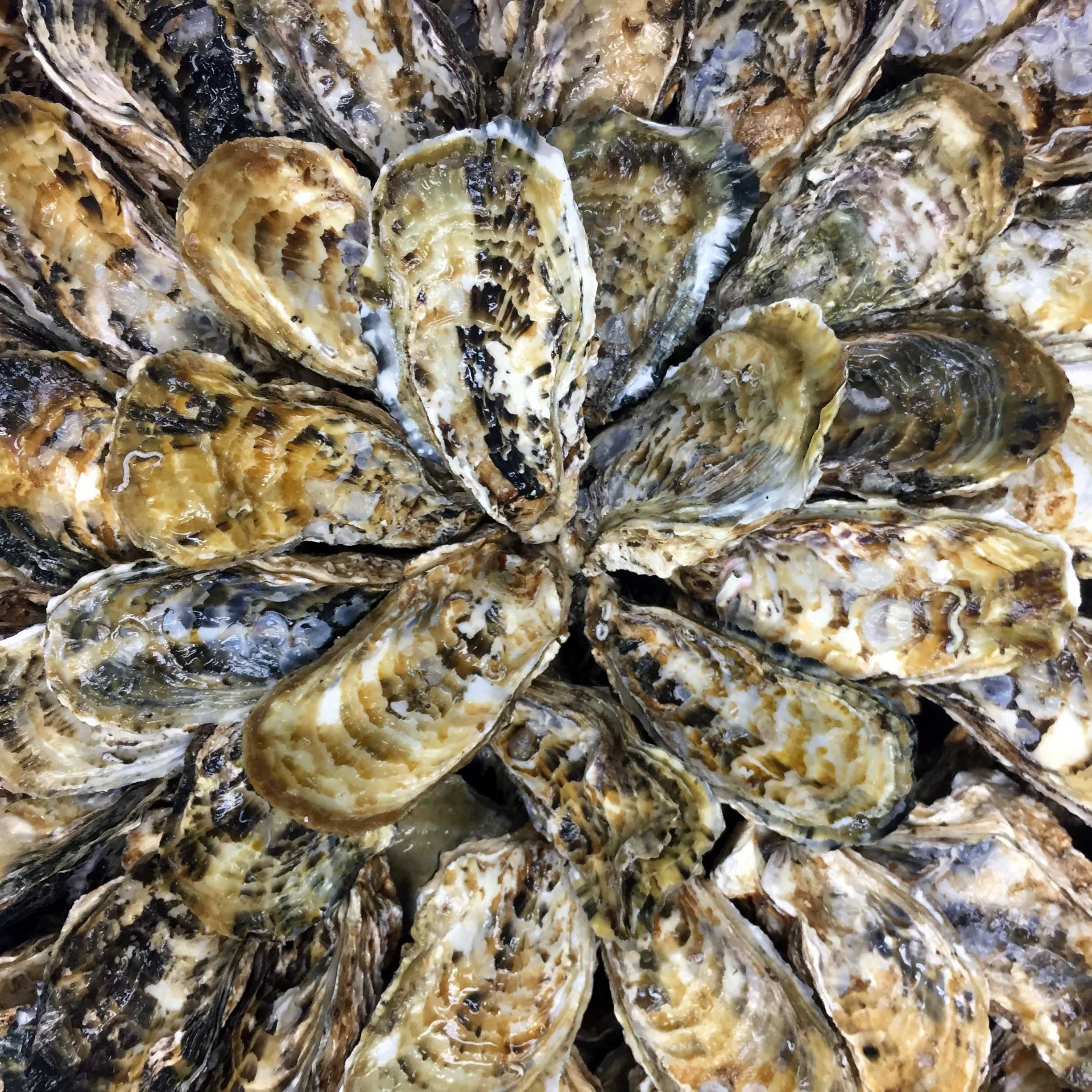 サムライオイスター　殻付き牡蠣 / Premium Unshucked Oysters by Samurai Oyster