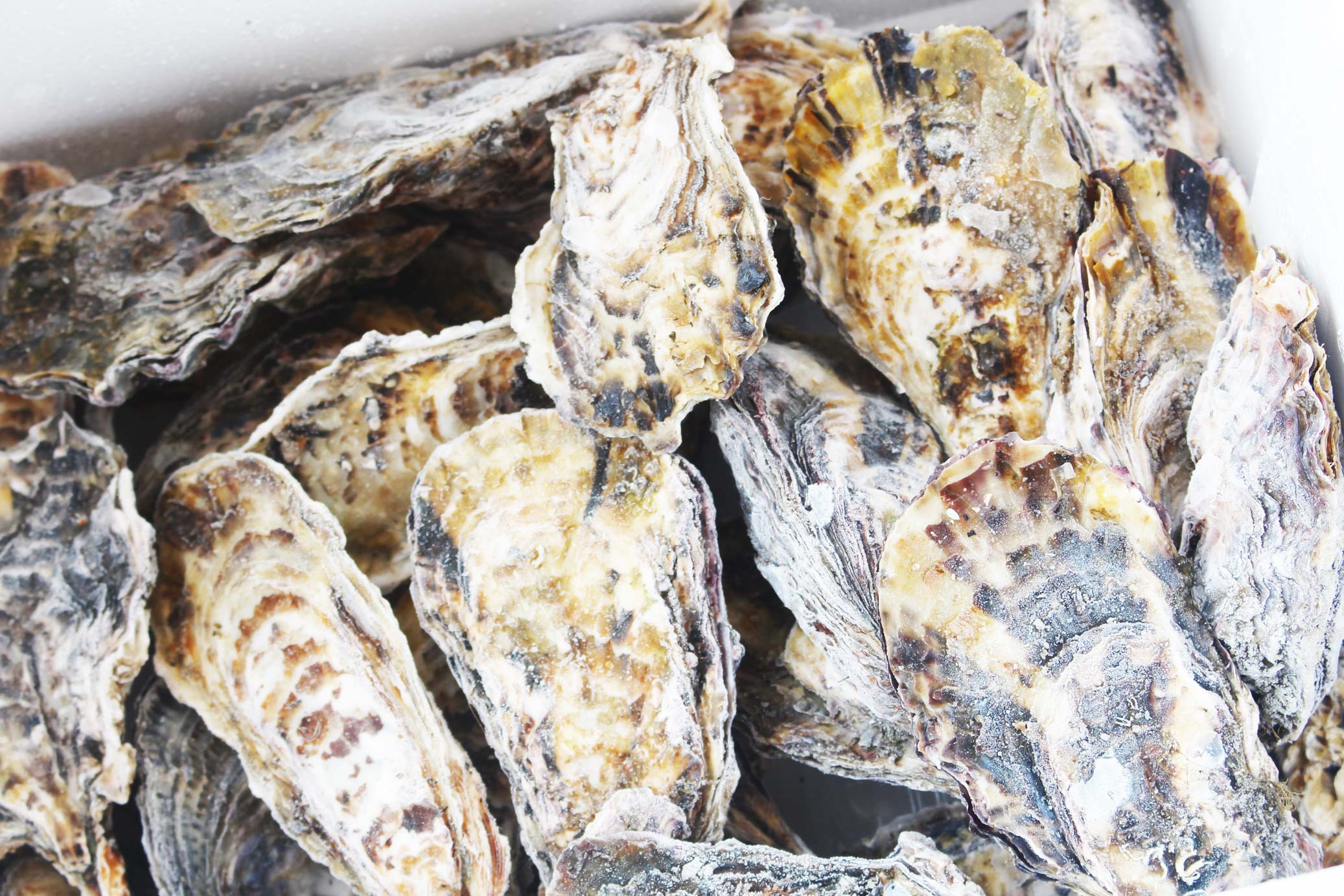 サムライオイスター　プロトン凍結殻付き牡蠣 / Premium Frozen Unshucked Oysters by Samurai Oyster