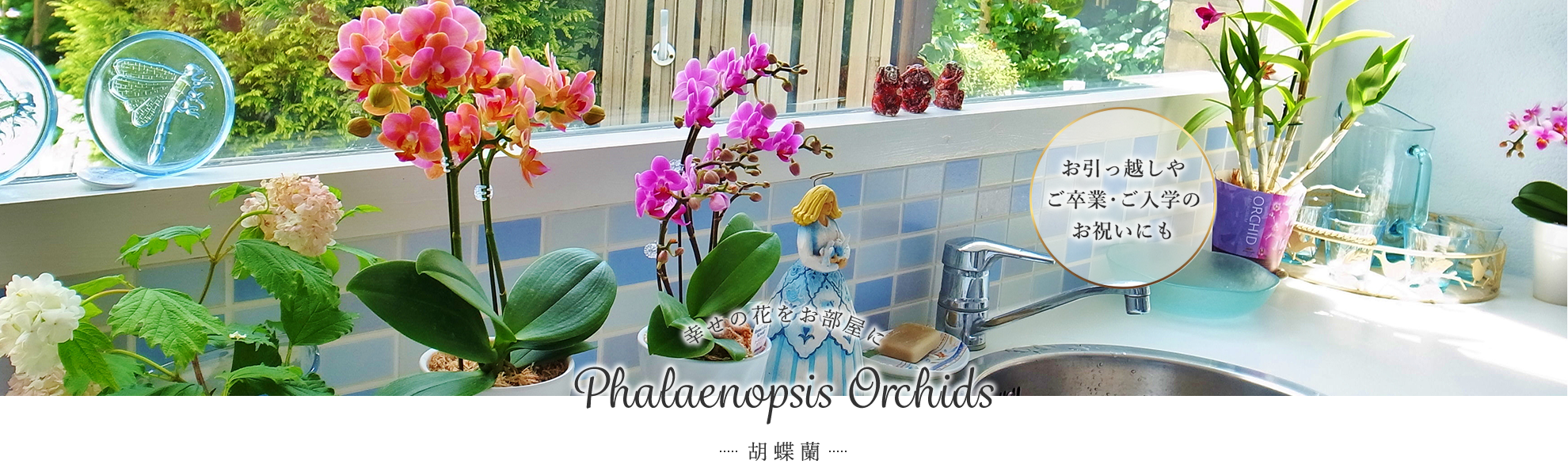 幸せの花をお部屋に Phalaenopsis Orchids