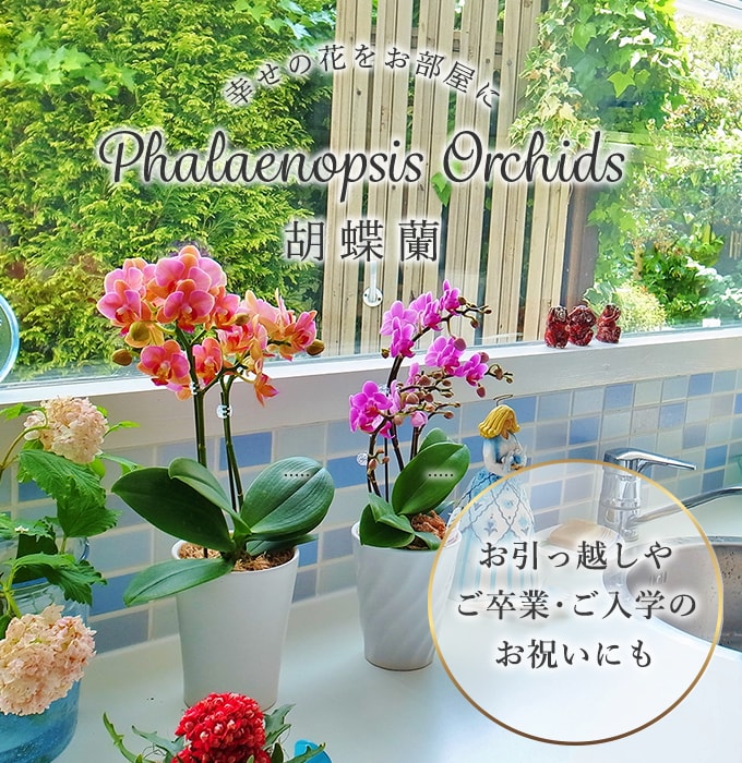 幸せの花をお部屋に Phalaenopsis Orchids