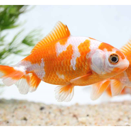 やっぱり金魚が好き 金魚特集 未来アクアリウム アクア用品専門サイト