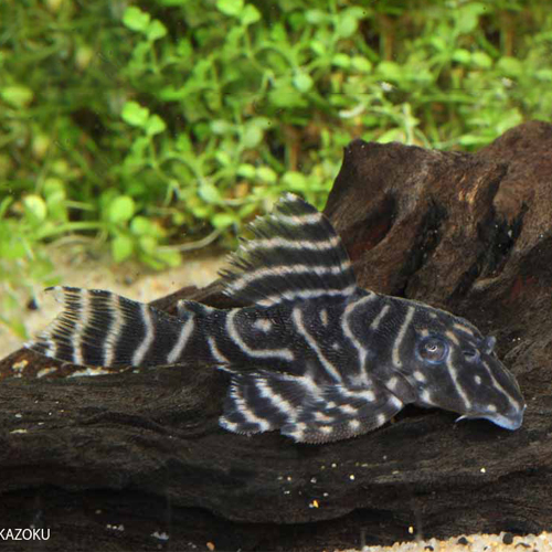 オリノコメガクラウンプレコ 1匹 (4〜6cm程度) 観賞魚 熱帯魚 魚 プレコ アクアリウム ペット